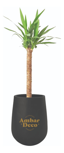 Planta Yuca Con Maceta Malbec Negra Deco P/regalo Palmera