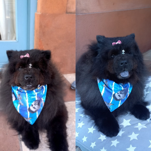 Imagen 3 de 9 de Peluqueria Canina A Domicilio Countrys (zona Norte)