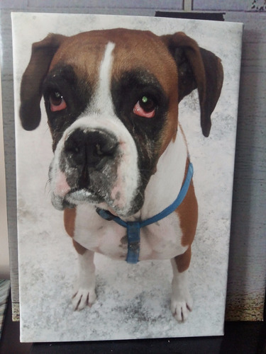 Vinilo Decorativo 50x75cm Perro Boxer Con Tu Foto Tambien