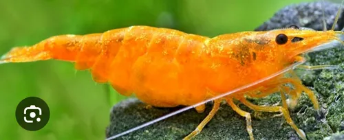 comprar Gambas Orange 5 Unidades. Camarones Peces