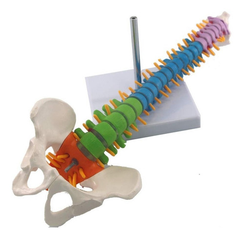 Modelo Anatómico Columna Vertebral 45cm Con Cadera - A Color