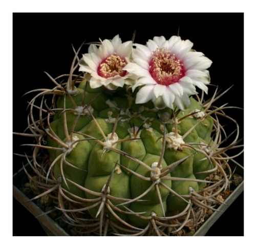 Semillas De Cactus Gymnocalycium Pflanzii Colección Rara