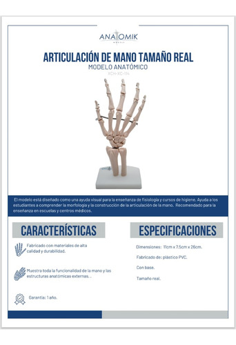 Modelo Anatómico De Mano Con Ligamentos Tamaño Real Anatomic