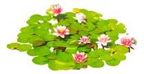 Comprar Planta Flor De Loto Y Sus Partes
