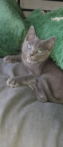 Gato Azul Ruso: Elegancia Y Carácter En Tu Hogar