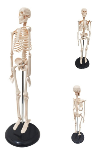 Esqueleto Humano - Modelo Anatômico Com 45 Cm.