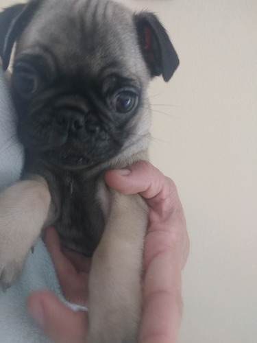 Pug Cachorra