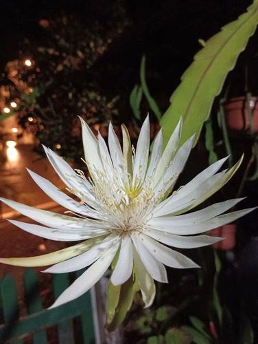 2 Esquejes Dama De Noche Planta Natural