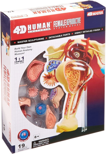 Famemaster 4d-vision Anatomía Reproductiva Femenina Humana M