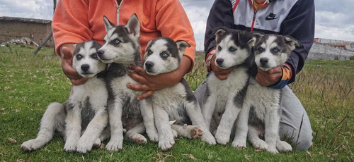 Imagen 1 de 2 de Lindosss Husky Siberiano Envíos Y Entregas A Nivel Nacional