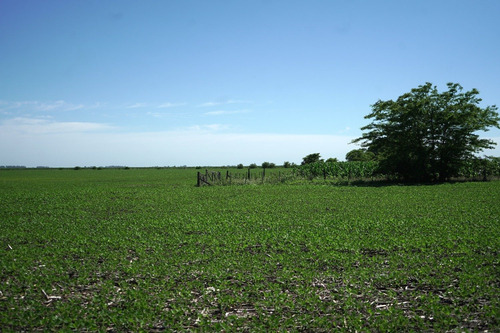 Imagen 8 de 14 de Excelente Campo De Explotación Mixta 681ha En General Pinto