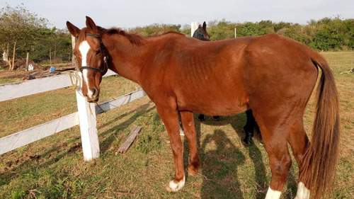 Imagem 2 de 5 de Cavalo Quarto De Milha 9 Anos Com Exames Feitos!