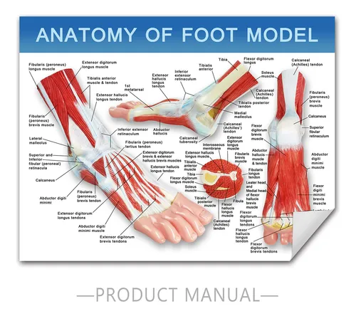 Modelo De Esqueleto Anatomico Del Pie, Tamaño Natural.