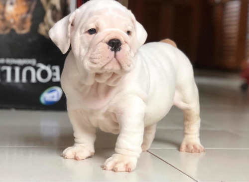 Cachorros Bulldog Inglés Pedigrí Kcu