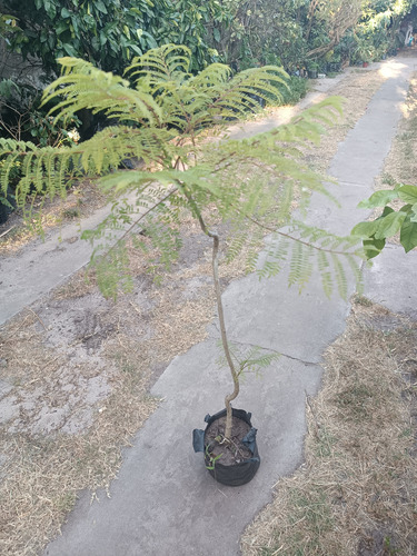 Árbol Autóctono Jacaranda.