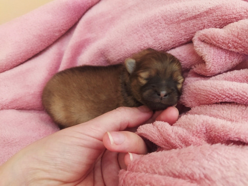 Linda Lulu Da Pomerânia (anã) Fêmea Para Reserva