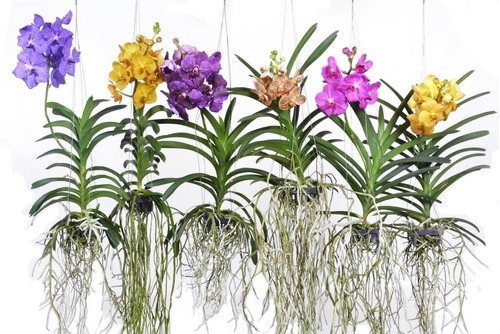 5 Mudas Jovem Lindas Orquídea Vanda Na Promoção Frete Grati