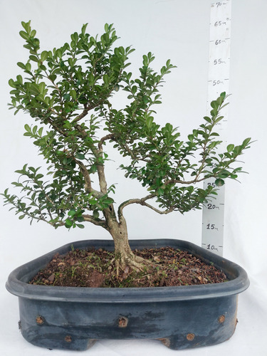 Pré-bonsai Buxus 25 Anos(cod.074) Bege