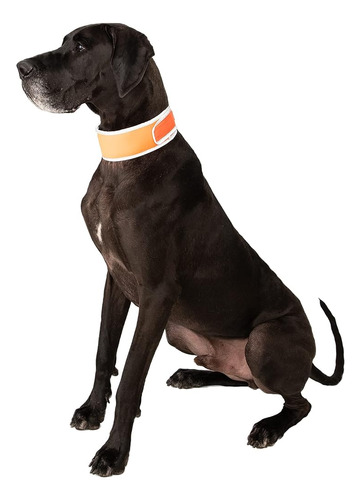 Coolerdog Hi-vis Collar De Enfriamiento Para Perros - Collar