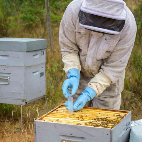 Bayvarol 16 Tiras Controla Ácaro De La Varroa En Abejas