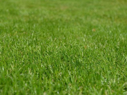 Fertilizante Urea Especial Para Jardines Y Césped X 1kg