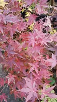 Comprar Lote De 10 Acer Palmatum. 25cm Alt.  Acer Japones.