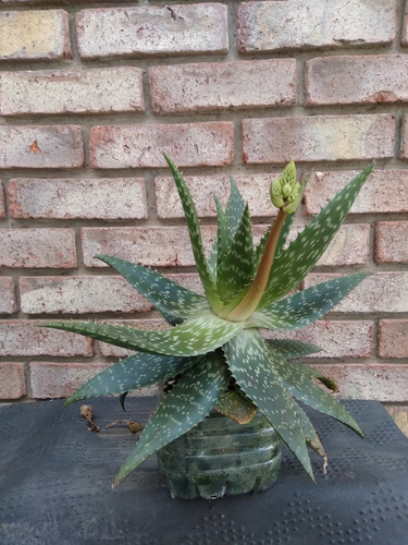 Imagen 4 de 4 de Aloe Vera Diam. 40 Cm