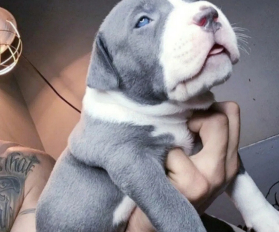 Venta De Cachorros Pit Bull Blue Ojos Azules Vacunados | Mercado Libre