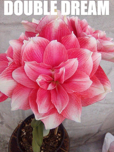 Bulbo (double Dream) Amarilis - Azucena