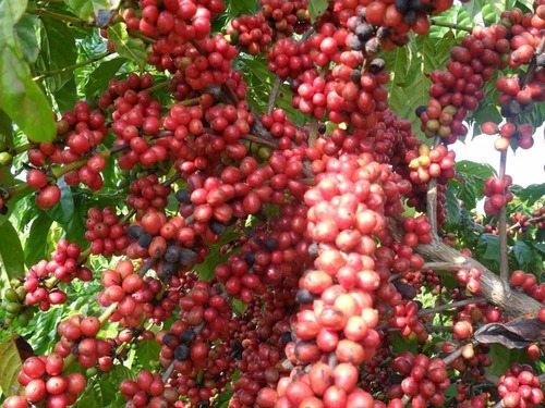 80 Sementes Café Arábica Resistente À Seca Pragas E Doenças