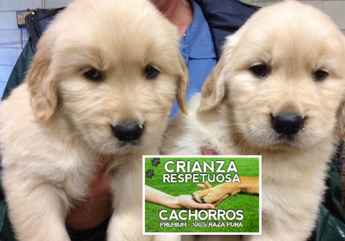 Cachorros Golden Retriever 100% Puros Con Libreta