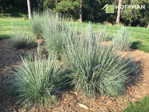 Imagem 7 de 9 de Sementes Grama Azul Little Bluestem Schizachyrium Scoparium