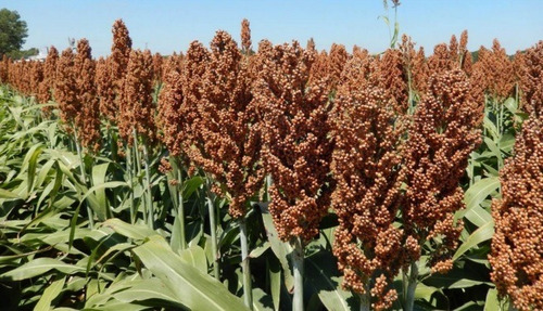 Corrida Financiera Para Producción De Sorgo
