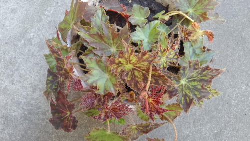 Begonia Heracleifolia - Alas De Murcielago - Cachimba