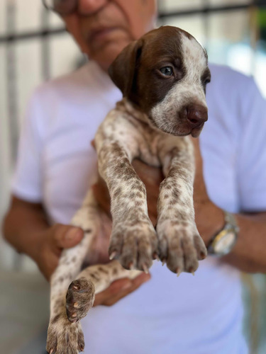 Cachorros De Pointer Alemán