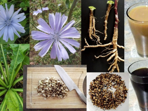 100 Semillas Achicoria (cichorium Intybus) Plantasi