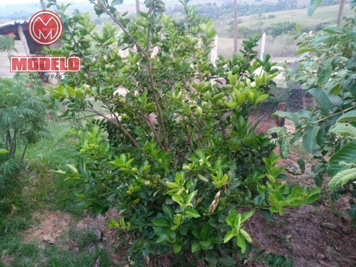 Imagem 4 de 29 de Chácara Com 3 Dormitórios À Venda, 600 M² Por R$ 280.000 - Centro (ártemis) - Piracicaba/sp - Ch0228