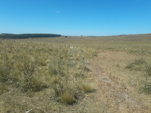 Imagen 6 de 14 de Campo Cerca De La Ruta 12 Y Ruta 60 - Minas