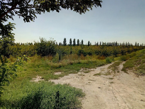 Imagen 14 de 25 de Venta De Finca 14 Ha En Producción - San Rafael Mendoza