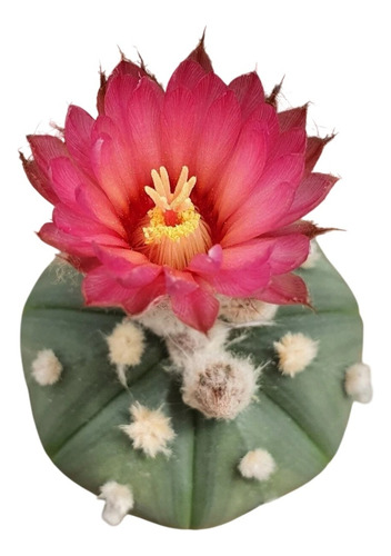 20 Semillas Mix De Astrophytum Asterias Flores Rosadas