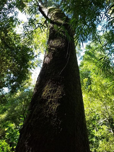 Forestal En Venta En Parral