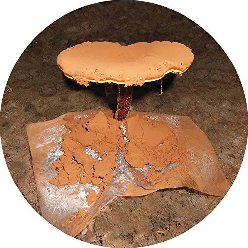 Reishi Aceite De Esporas Puro Y Concentrado