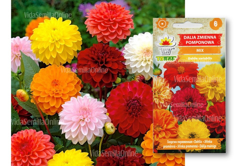 Semillas De Dalia Pompones Mix Colores Importada Premium