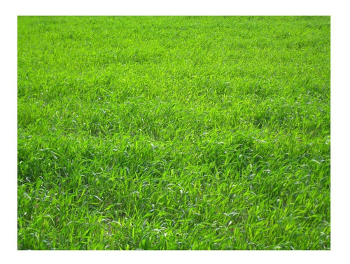 Semillas De Pasto Jardin Lolium Multiflorum Gulf - Rye Grass