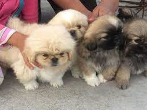 Pekines Imperial En  280 Por Cachorro