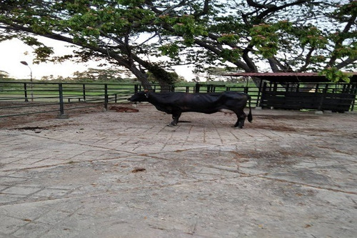 Imagen 15 de 25 de Asein1121 Vende Excelente Finca Lechera En Boca De Aroa, Estado Falcón