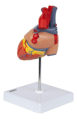 Modelo De Corazon 34 Estructuras, 2 Partes Con Base