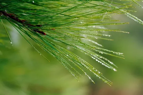 PINUS TAEDA - Sementes CaiÃ§ara