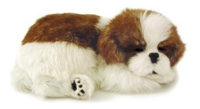 Perfect Petzzz Shih Tzu.