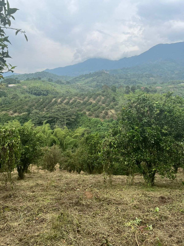 Imagen 6 de 11 de Se Vende Finca Travesias Calarcá Quindío